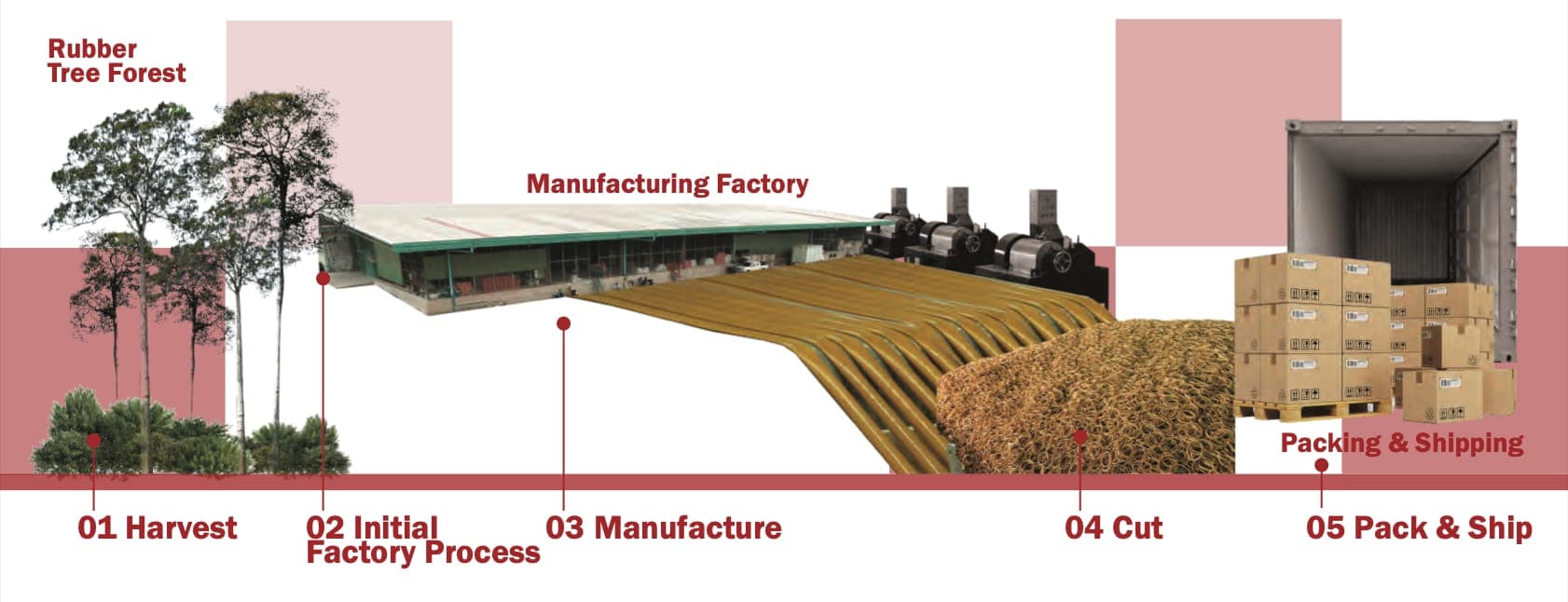 Panoramica del processo di produzione di Maruey Rubber - dalla raccolta sull'albero all'estrusione, taglio e spedizione